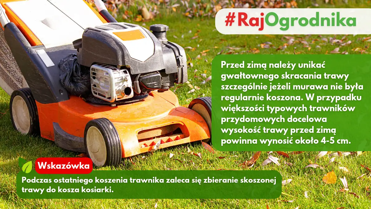 Koszenie trawy przed zimą sklep blog rajogrodnika